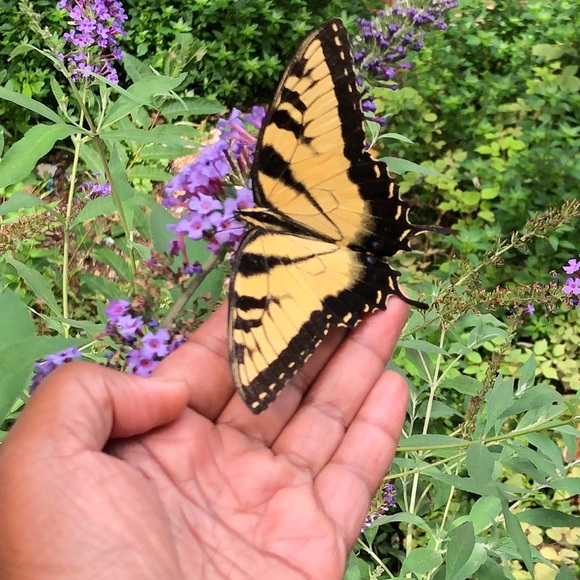 Meet your Posher, Erica - Picture 3 of 6